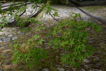 9-447.jpg