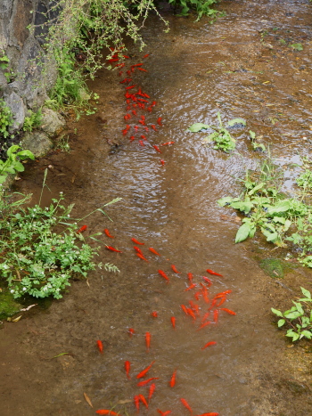 p6800.jpg