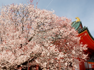 p7268.jpg