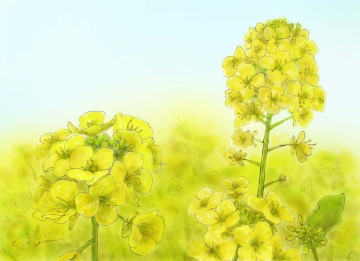Zuzu Log 花 イラスト シリーズ ２月 菜の花